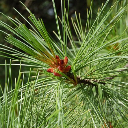 Сосна кедровая