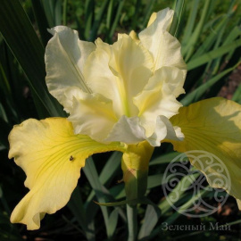 Ирис сибирский Summer Revels