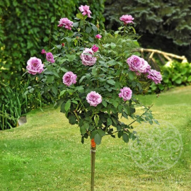 Роза Шарль де Голль Штамб