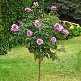 Роза Шарль де Голль Штамб