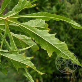 Клен Палдиски остролистный