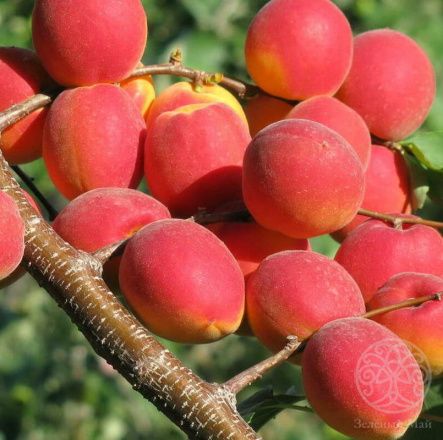 Абрикос Саратовский рубин