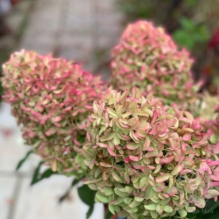 Гортензия Скайфолл метельчатая