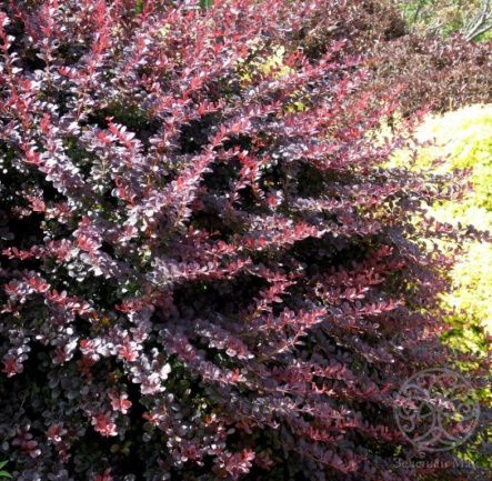 Барбарис Тунберга Атропурпуреа