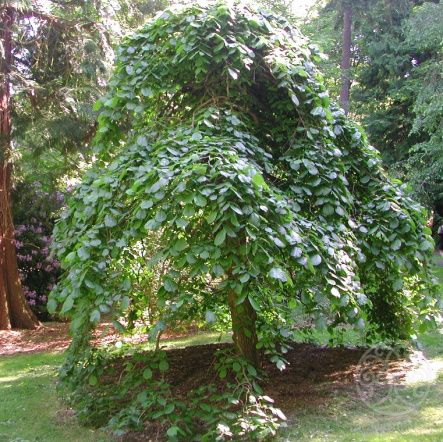 Вяз Кампердоуни шершавый