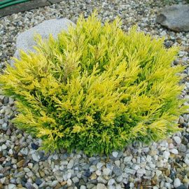 Можжевельник Лаймглоу горизонтальный