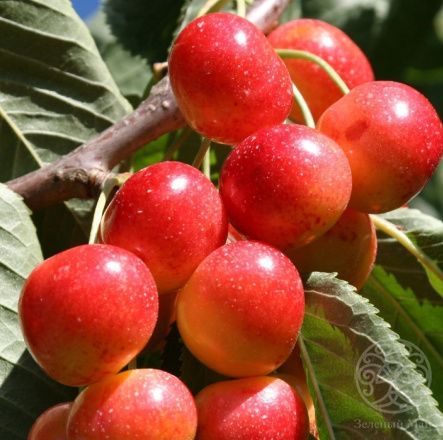 Черешня Гостинец желтая 