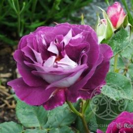 Роза Худерсфилд Хорал Сосайети флорибунда