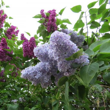 Сирень Летний Сад