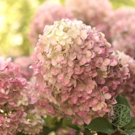 Гортензия Краса Лесково метельчатая 