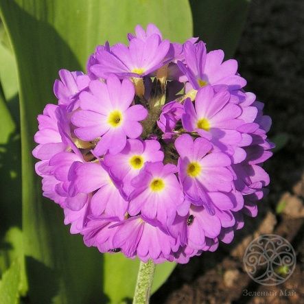 Примула мелкозубчатая Rosea