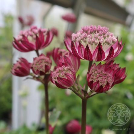 Астранция Стар оф Файр крупная