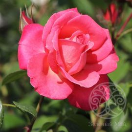 Роза Шогун плетистая