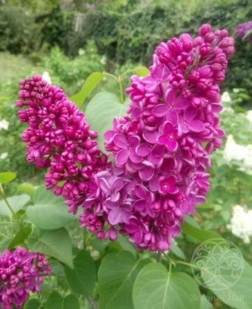 Сирень Севастопольский вальс