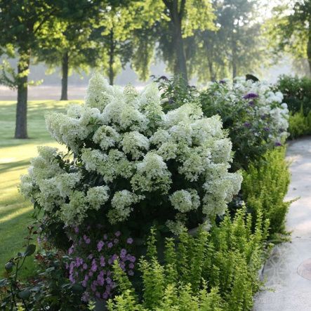 Гортензия Брасселс Лейс метельчатая