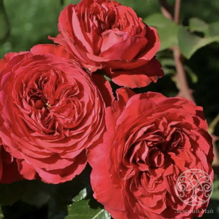 Роза Мона Лиза Штамб