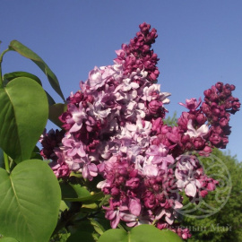 Сирень Маршал Малиновский