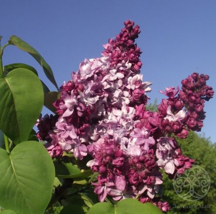 Сирень Маршал Малиновский