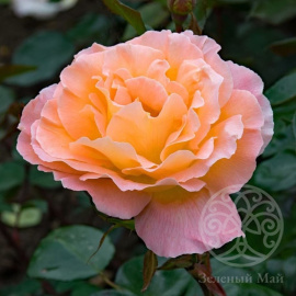 Роза Розмари Харкнесс флорибунда