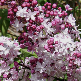 Сирень Свитхарт гиацинтовая 