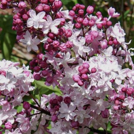 Сирень Свитхарт гиацинтовая 