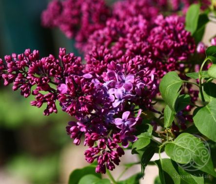 Сирень Памяти Людвига Шпета