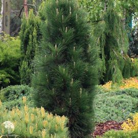 Сосна Грин Рокет черная