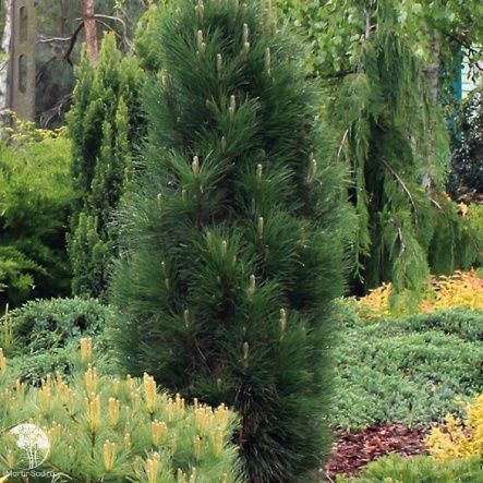 Сосна Грин Рокет черная 