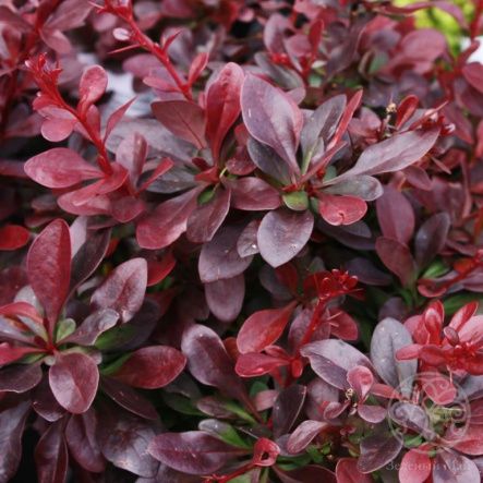 Барбарис Тунберга Атропурпуреа