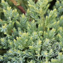 Можжевельник Холгер чешуйчатый 