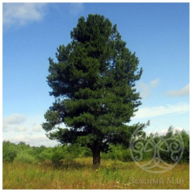 Сосна кедровая