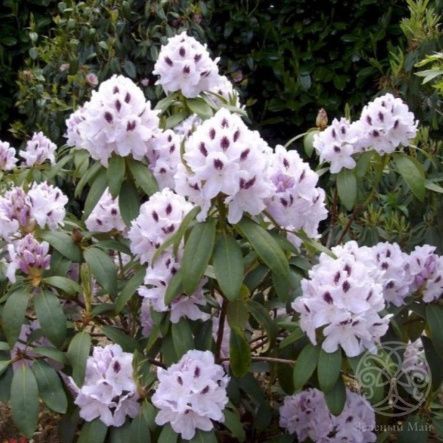 Рододендрон Кальсап гибридный 130 см