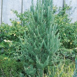 Лиственница Якобсен Пирамид Кемпфера (японская)