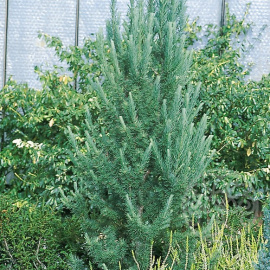 Лиственница Якобсен Пирамид Кемпфера (японская)