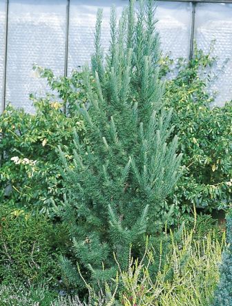 Лиственница Якобсен Пирамид Кемпфера (японская)