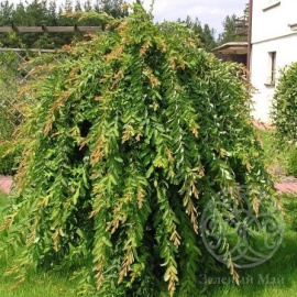 Ива Пендула цельнолистная