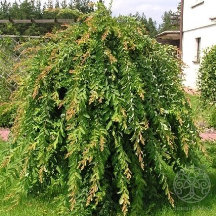 Ива Пендула цельнолистная