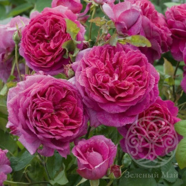 Роза Джулбер Сикер плетистая