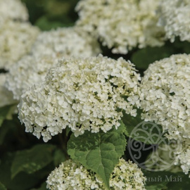 Гортензия Фловер Вау древовидная