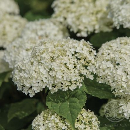 Гортензия Фловер Вау древовидная
