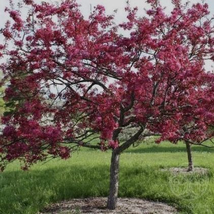 Яблоня Лизет декоративная 