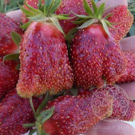 Земляника Купчиха