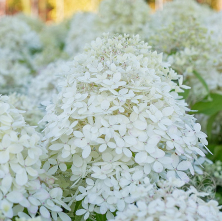 Гортензия Роял Флауэр метельчатая 