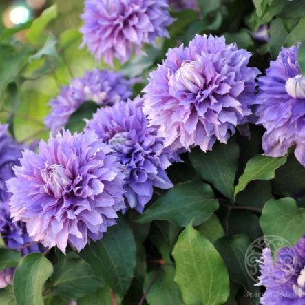 Клематис Диамантина