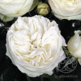 Роза Веддинг Пиано  чайно-гибридная