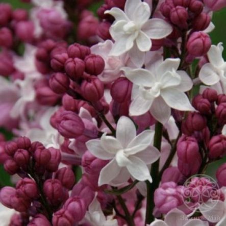 Сирень Свитхарт гиацинтовая 