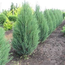 Можжевельник Монарх китайский