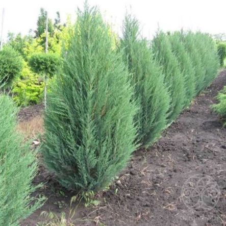 Можжевельник Монарх китайский
