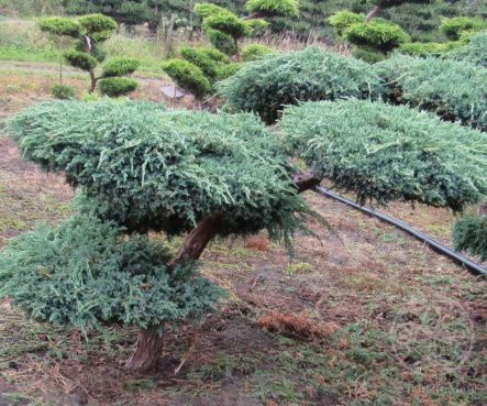 Можжевельник Блю Альпс китайский