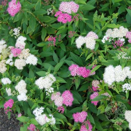 Спирея Генпей японская